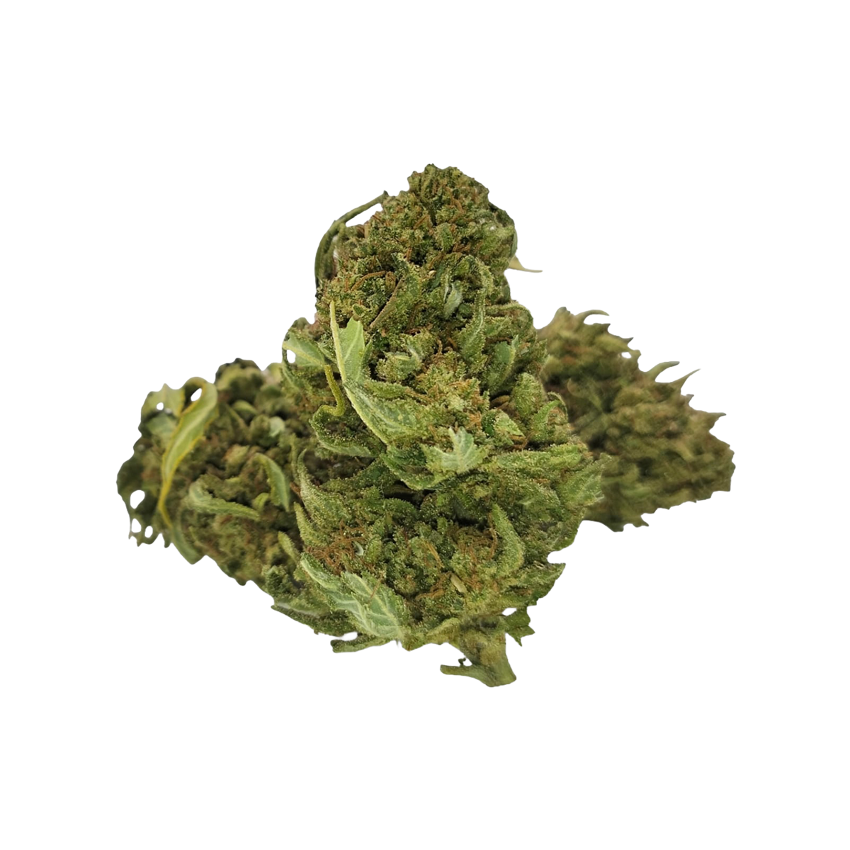 fleur cbd lemon 911 indoor agrumes citron têtes denses