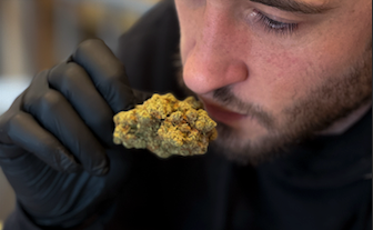 5 fleurs de CBD puissantes : kush, haze et goût weed